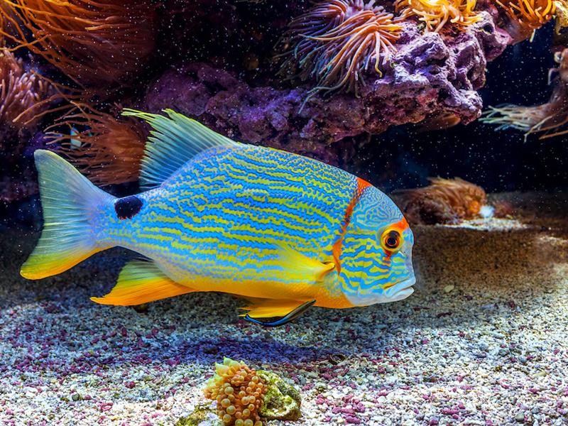 Les plus beaux aquariums de la Côte d'Azur